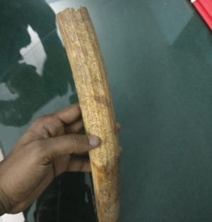 Rare Atlantic walrus tusk seized in Maha's Ratnagiri, probe launched | Rare Atlantic walrus tusk seized in Maha's Ratnagiri, probe launched