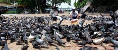 'Millionaire' pigeons in this city of Rajasthan | 'Millionaire' pigeons in this city of Rajasthan