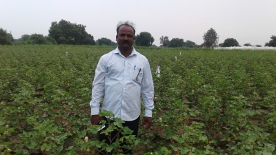 Punjab approves policy for cotton farm labourers | Punjab approves policy for cotton farm labourers