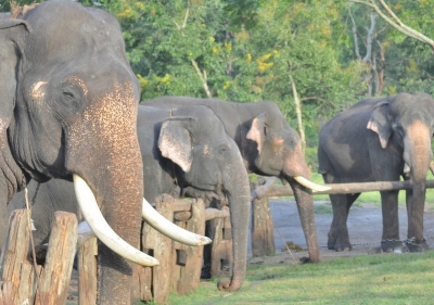 Theppakadu Elephant Camp to be shut for visitors from April 6-9 | Theppakadu Elephant Camp to be shut for visitors from April 6-9