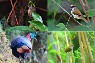 From Ladakh to Arunachal, birdwatchers join hands for Himalayan bird count | From Ladakh to Arunachal, birdwatchers join hands for Himalayan bird count