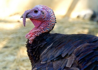 Czech Republic culls 15,000 turkeys in fresh bird flu outbreak | Czech Republic culls 15,000 turkeys in fresh bird flu outbreak