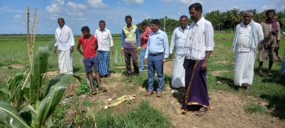 Parrots cause havoc on farmlands in K'taka | Parrots cause havoc on farmlands in K'taka