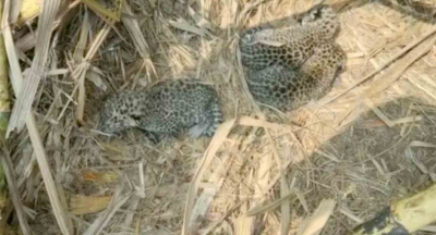 3 leopard cubs found in Karnataka hamlet | 3 leopard cubs found in Karnataka hamlet 3 leopard cubs found in Karnataka hamlet | 3 leopard cubs found in Karnataka hamlet