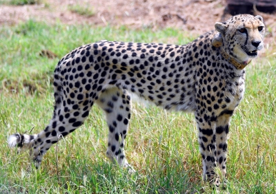 Namibian cheetah Shasha dies at MP's Kuno National Park | Namibian cheetah Shasha dies at MP's Kuno National Park