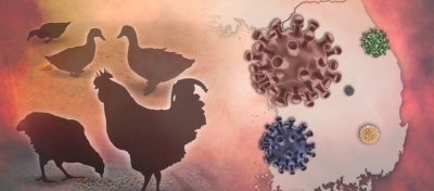 Bird flu scare in Bihar's Supaul after samples test positive | Bird flu scare in Bihar's Supaul after samples test positive
