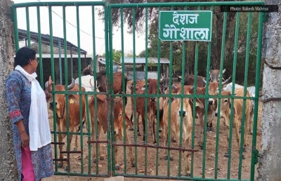 Shortage of cattle feed, skyrocketing straw prices leave Madhya Pradesh in throes of severe fodder crisis | Shortage of cattle feed, skyrocketing straw prices leave Madhya Pradesh in throes of severe fodder crisis