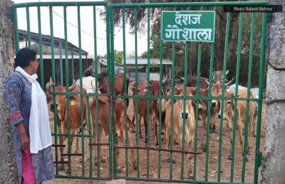 Shortage of cattle feed, skyrocketing straw prices leave Madhya Pradesh in throes of severe fodder crisis | Shortage of cattle feed, skyrocketing straw prices leave Madhya Pradesh in throes of severe fodder crisis Shortage of cattle feed, skyrocketing straw prices leave Madhya Pradesh in throes of severe fodder crisis | Shortage of cattle feed, skyrocketing straw prices leave Madhya Pradesh in throes of severe fodder crisis