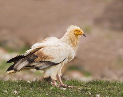 Egyptian vultures dwindling in TN due to scarcity of food, usage of chemicals | Egyptian vultures dwindling in TN due to scarcity of food, usage of chemicals