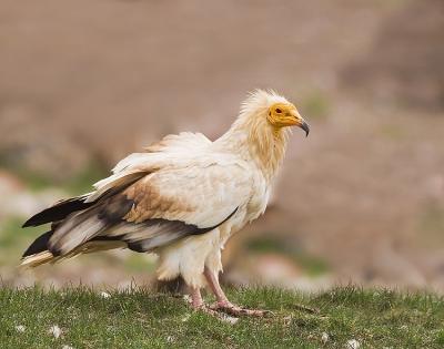 Egyptian vultures dwindling in TN due to scarcity of food, usage of chemicals | Egyptian vultures dwindling in TN due to scarcity of food, usage of chemicals Egyptian vultures dwindling in TN due to scarcity of food, usage of chemicals | Egyptian vultures dwindling in TN due to scarcity of food, usage of chemicals