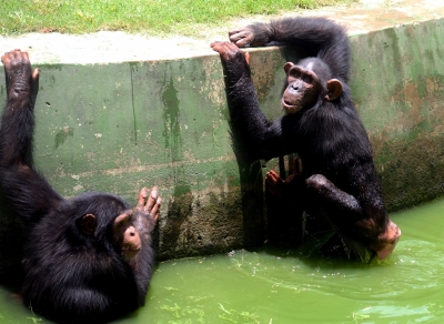 Apes tend to remember friends not seen for over 25 years: Study | Apes tend to remember friends not seen for over 25 years: Study