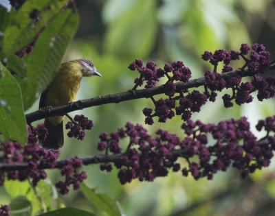 Australia identified as 'transmission hotspot' for deadly avian malaria | Australia identified as 'transmission hotspot' for deadly avian malaria Australia identified as 'transmission hotspot' for deadly avian malaria | Australia identified as 'transmission hotspot' for deadly avian malaria