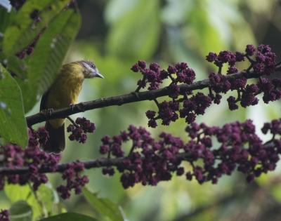 Australia identified as 'transmission hotspot' for deadly avian malaria | Australia identified as 'transmission hotspot' for deadly avian malaria