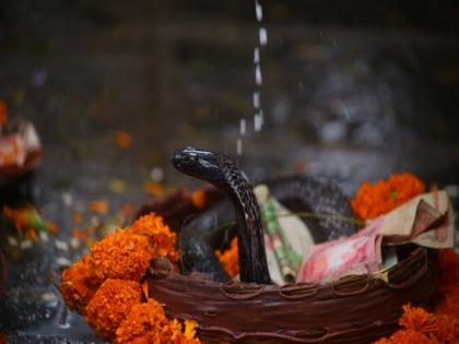 Monocled Cobra charms devotees in Nepal on 'Naag Panchami' | Monocled Cobra charms devotees in Nepal on 'Naag Panchami'
