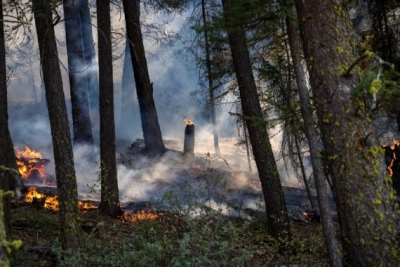 California wildfires kill thousands of giant sequoias | California wildfires kill thousands of giant sequoias