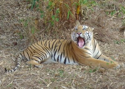 Tiger attacks: Villages in Telangana's Asifabad living in fear | Tiger attacks: Villages in Telangana's Asifabad living in fear Tiger attacks: Villages in Telangana's Asifabad living in fear | Tiger attacks: Villages in Telangana's Asifabad living in fear