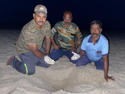 TN: 1,058 Olive Ridley turtle eggs collected and placed in sea turtle hatchery by forest officials in Rameswaram | TN: 1,058 Olive Ridley turtle eggs collected and placed in sea turtle hatchery by forest officials in Rameswaram