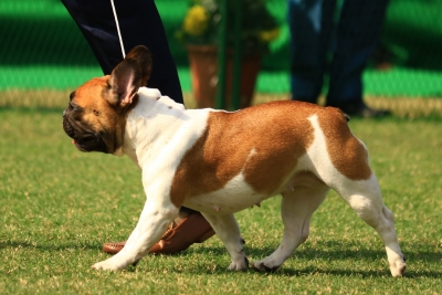 UP: Pet dog crushed under tractor, locals protest | UP: Pet dog crushed under tractor, locals protest