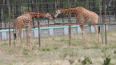 Bengaluru Zoo safe to visit amid Covid: Official | Bengaluru Zoo safe to visit amid Covid: Official