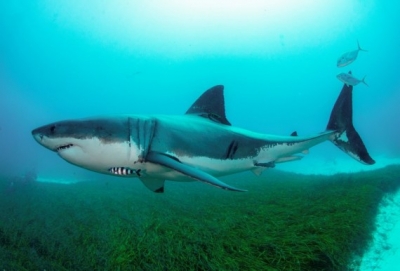 39 Australian shark species face extinction: Report | 39 Australian shark species face extinction: Report
