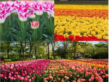 Amitabh Bachchan reminisces family trip to Holland's Keukenhof flower garden | Amitabh Bachchan reminisces family trip to Holland's Keukenhof flower garden