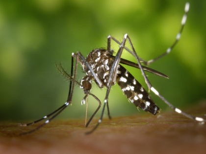 Study: Mosquitoes possess bizarre sense of smell | Study: Mosquitoes possess bizarre sense of smell