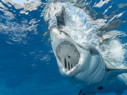 Want to know how sharks use the ocean? Read here | Want to know how sharks use the ocean? Read here