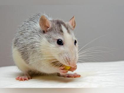 A rare form of cancer found in mice | A rare form of cancer found in mice
