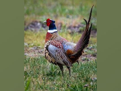 Research: Pheasant meat contains many tiny shards of toxic lead | Research: Pheasant meat contains many tiny shards of toxic lead