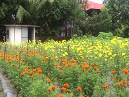Kerala government promoting marigold farming in Kochi ahead of Onam season | Kerala government promoting marigold farming in Kochi ahead of Onam season