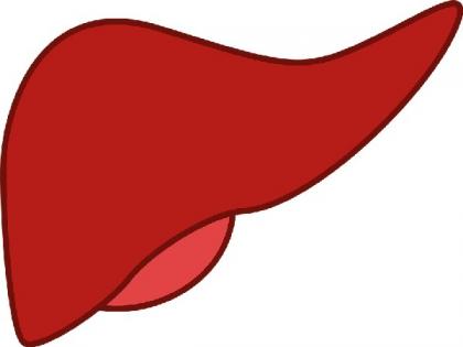 Vital role of immune cells in liver regeneration identified during research | Vital role of immune cells in liver regeneration identified during research