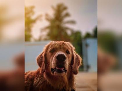 Research reveals dogs cry when they reunite with owners | Research reveals dogs cry when they reunite with owners Research reveals dogs cry when they reunite with owners | Research reveals dogs cry when they reunite with owners