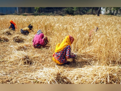 About Rs 2.1 trillion worth paddy, wheat procured from farmers at MSP this season | About Rs 2.1 trillion worth paddy, wheat procured from farmers at MSP this season