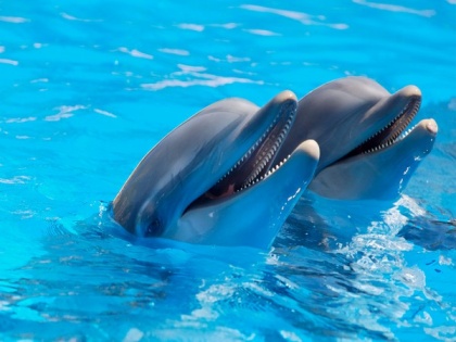 Research: Dolphins have largest alliance network outside of humans | Research: Dolphins have largest alliance network outside of humans