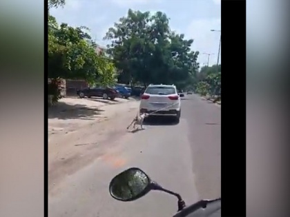 Video shows dog tied to car being dragged on road in Jodhpur, case registered | Video shows dog tied to car being dragged on road in Jodhpur, case registered