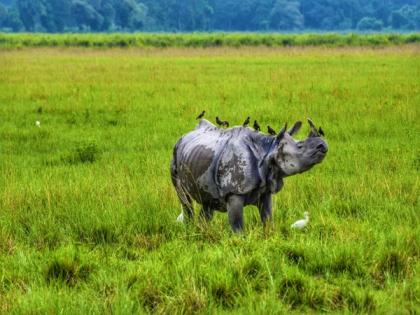 Assam: Major poaching racket busted in Kaziranga, 2 poachers arrested | Assam: Major poaching racket busted in Kaziranga, 2 poachers arrested