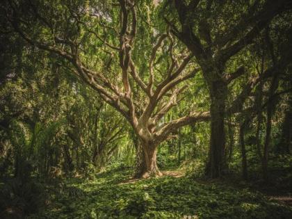 Study suggests climate change is turning trees into gluttons | Study suggests climate change is turning trees into gluttons