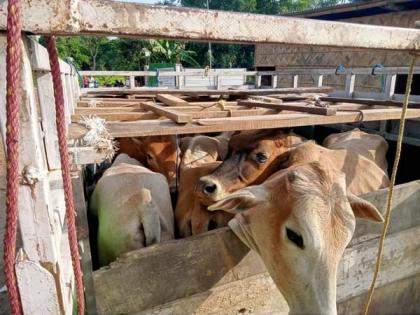 Assam Police foil cattle smuggling bid, 2 arrested | Assam Police foil cattle smuggling bid, 2 arrested Assam Police foil cattle smuggling bid, 2 arrested | Assam Police foil cattle smuggling bid, 2 arrested