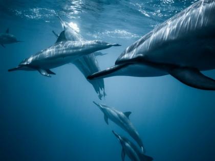 Sound reveals giant blue whales dance with the wind to find food: Research | Sound reveals giant blue whales dance with the wind to find food: Research