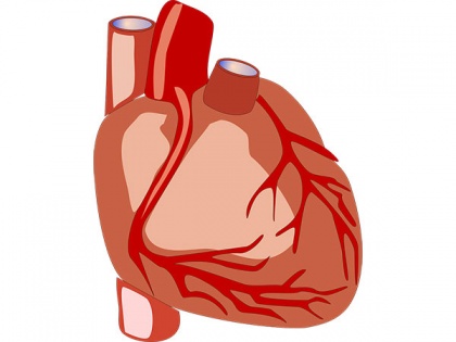 Researchers identify protein partners that might repair cardiac muscle | Researchers identify protein partners that might repair cardiac muscle