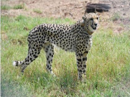 Centre sets up 9-member taskforce for monitoring cheetahs in Kuno National Park | Centre sets up 9-member taskforce for monitoring cheetahs in Kuno National Park Centre sets up 9-member taskforce for monitoring cheetahs in Kuno National Park | Centre sets up 9-member taskforce for monitoring cheetahs in Kuno National Park