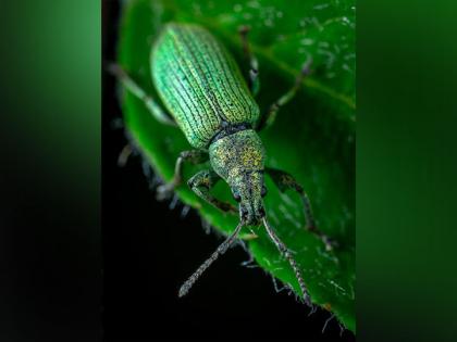 Microbial enzymes are the key to pectin digestion in leaf beetles: Research | Microbial enzymes are the key to pectin digestion in leaf beetles: Research