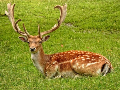 Energy development holds up deer during spring migration: Study | Energy development holds up deer during spring migration: Study