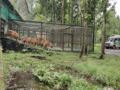 Four tiger cubs released in Bengal Safari | Four tiger cubs released in Bengal Safari