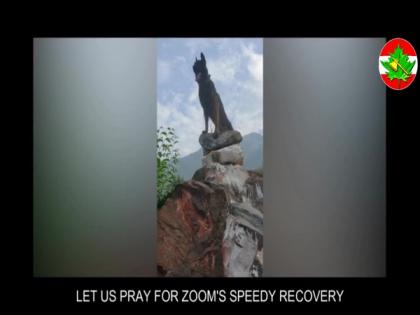 Next 24-48 hours critical for assault dog 'Zoom', injured in attack on J-K terrorists, says Army | Next 24-48 hours critical for assault dog 'Zoom', injured in attack on J-K terrorists, says Army Next 24-48 hours critical for assault dog 'Zoom', injured in attack on J-K terrorists, says Army | Next 24-48 hours critical for assault dog 'Zoom', injured in attack on J-K terrorists, says Army