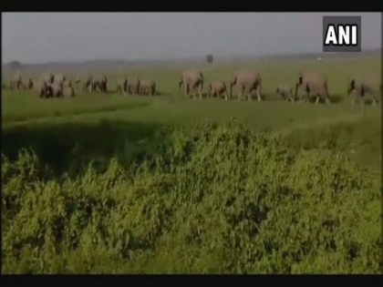 Biodiversity conservation body expresses grief at hitting of elephant herd by Rajdhani Express train | Biodiversity conservation body expresses grief at hitting of elephant herd by Rajdhani Express train