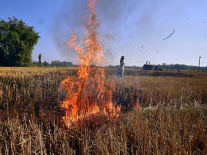700 incidents of stubble burning reported in Punjab this year so far, says Minister | 700 incidents of stubble burning reported in Punjab this year so far, says Minister
