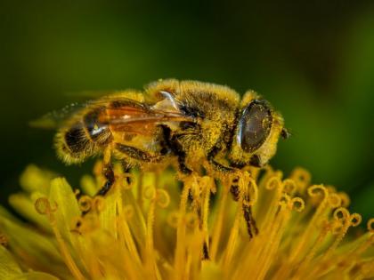 Research finds bumblebees' memories are poor but useful | Research finds bumblebees' memories are poor but useful