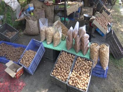 Timely rainfall helped increase the Walnut crop production in Kashmir | Timely rainfall helped increase the Walnut crop production in Kashmir