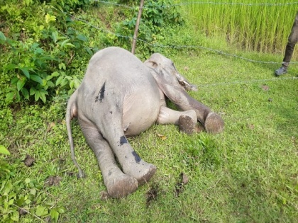 Carcass of wild elephant found in paddy field in Assam's Nagaon | Carcass of wild elephant found in paddy field in Assam's Nagaon